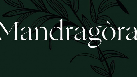 Mandragóra